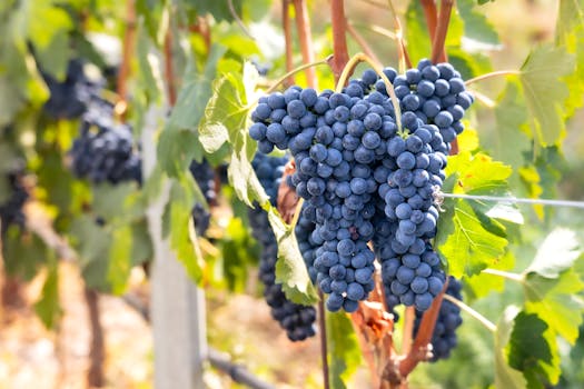 Podzim v Aostském údolí: Historie, Příroda a Gastronomie