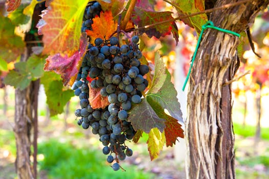 Jaro na Moravě: Tradice, Vinice a Nepřeberné Zážitky!